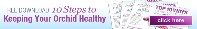 Keeping you Orchid Healthy