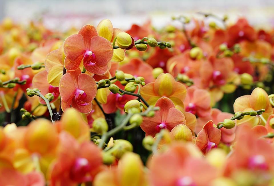 Floral Purchasing Trends: Why Consumers Buy Phalaenopsis Orchids