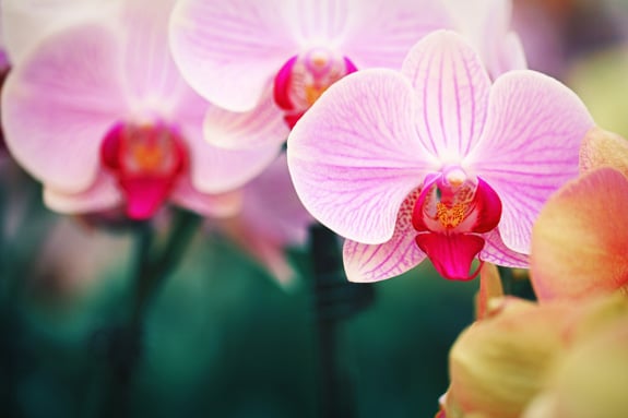 bi-color-pink-orchids-in-greenhouse-2.jpg