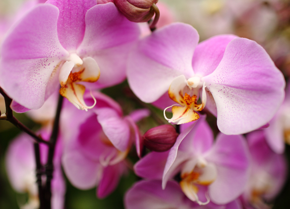 light-purple-orchids-in-greenhouse-up-close
