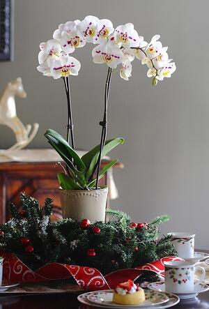 Seasonal-Orchid-Centerpiece
