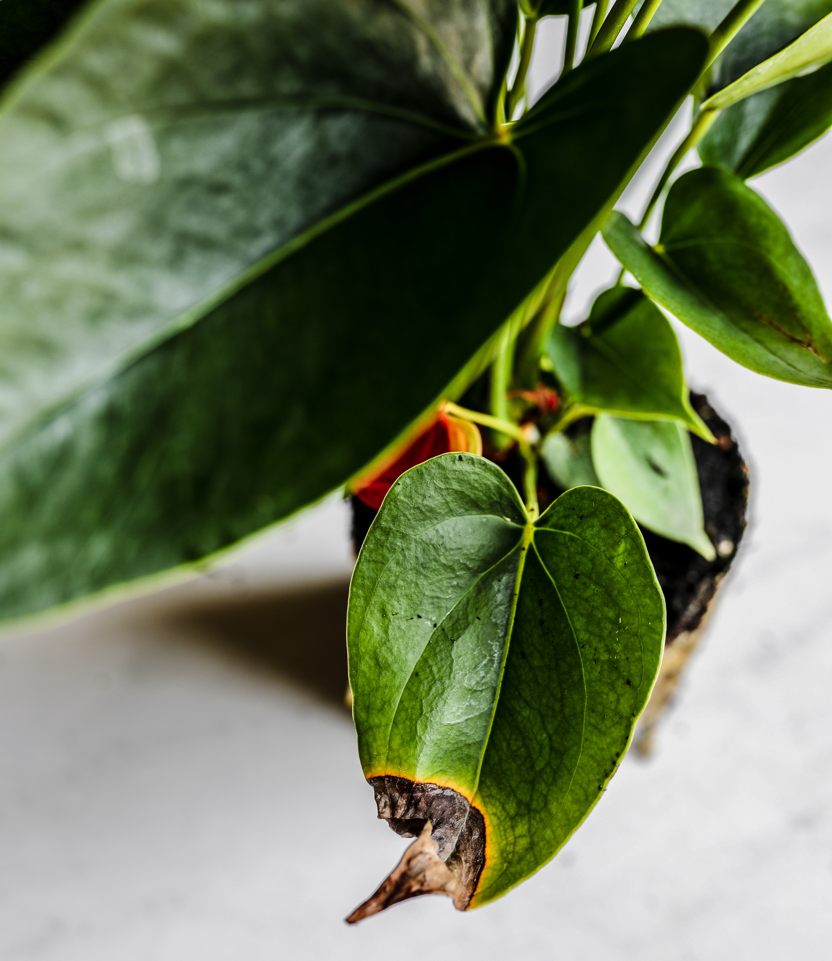 https://52259.fs1.hubspotusercontent-na1.net/hubfs/52259/Anthurium%20Leaf%20Tip%20Burn.jpg?utm_source=chatgpt.com
